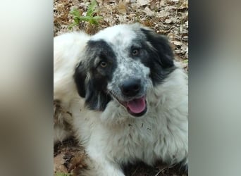 ⭐️RIKY⭐️, Rüde, 2 Jahre, 35 cm, Mischling, Tierschutz