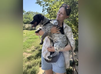 Rocky sucht sein Für Immer Zuhause