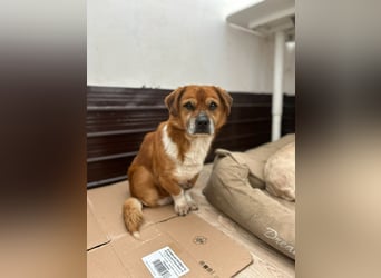 ⭐️TAC⭐️, neugieriger Rüde, 2 Jahre, 35 cm, Mischling, Tierschutz