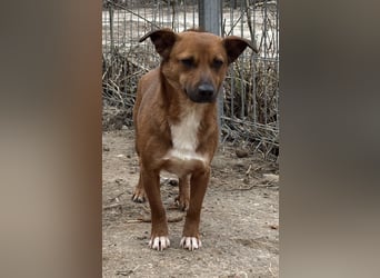 ⭐️Gin⭐️, niedlicher Mini, Rüde, 3 Jahre, 29 cm, Mischling, Tierschutz