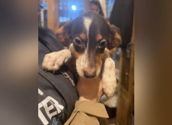 Illana, Lebensfrohe Hündin, ca. 4 Monate, ca. 33cm, Mischling, Tierschutz Rumänien