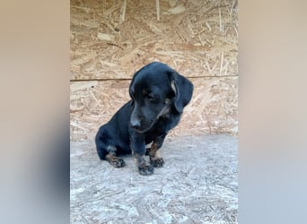 Zoe Tierschutzhund sucht ein Zuhause