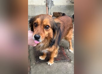 Monty, sein Herrchen verstarb , nun sucht er in Deutschland ein neues Zuhause....