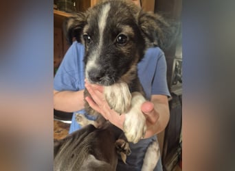 Welpenrüde 273745 sucht sein Körbchen