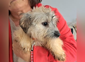 Welpe Florence möchte Rumänien schnell verlassen