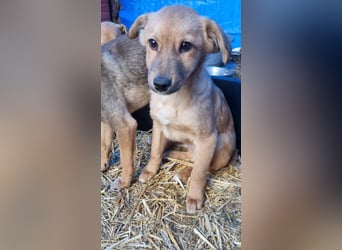 ⭐️ARMANI⭐️, Rüde, 8 Monate, 25 cm, Mischling, Tierschutz