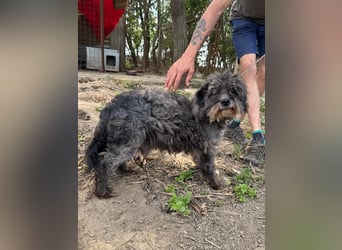 Picúr sucht ein Zuhause voller Liebe