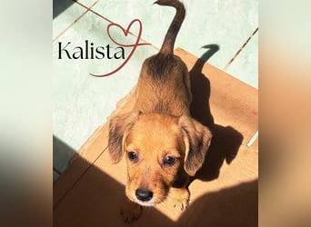 Die kleine Kalista sucht ihr Für-immer-Zuhause