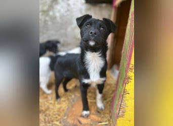 SCHNUCKI, lebensfrohe kleine Entdeckerin, Hündin, 6 Monate, 36 cm, Mischling, Tierschutz