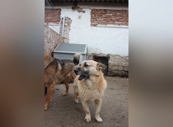 TONI, verschmustes Notfellchen, 3 Jahre, 29 cm, Mischling, Tierschutz Rumänien