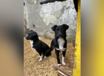 SCHNUCKI, lebensfrohe kleine Entdeckerin, Hündin, 6 Monate, 36 cm, Mischling, Tierschutz