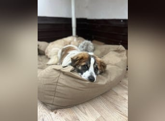 TOC, süßer, kleiner Kerl, Rüde, 2 Jahre, 35 cm, Mischling, Tierschutz