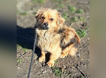 Toni wurde aus einer Gruppe gerettet, nun möchte er Rumänien verlassen