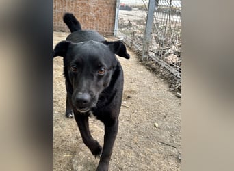 ⭐️RANA⭐️, vorsichtige Hündin, 4,5 Jahre, 38 cm, Mischling, Tierschutz Rumänien