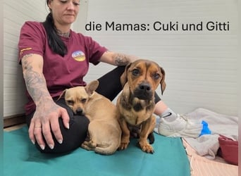 kleine Maus Fura sucht ihr Glück