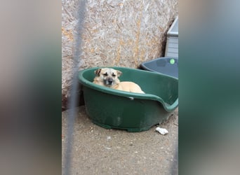 TONI, verschmustes Notfellchen, 3 Jahre, 29 cm, Mischling, Tierschutz Rumänien