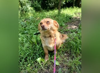 Lina Tierschutzhund sucht ein Zuhause
