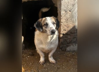 ⭐️BROOKE⭐️, Hündin, 1,5 Jahre, 32 cm, Mischling, Tierschutz