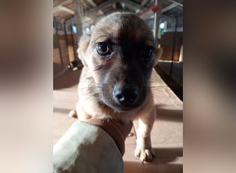 ⭐️Phaja⭐️, reizendes Mini-Mädchen, Welpe, 8 Monate, 31 cm, Mischling, Tierschutz