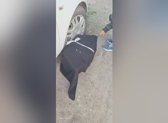 Welpenrüde 887779 sucht sein Zuhause