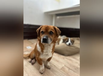 TAC, neugieriger Rüde, 2 Jahre, 35 cm, Mischling, Tierschutz