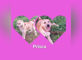 Hundemädel Prisca möchte Rumänien sooo gerne verlassen