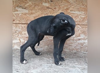 Suki Tierschutzhund sucht  ein Zuhause