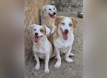 ⭐️FEE⭐️, zartes Hundemädchen, 1 Jahr, 30 cm, Mischling, Tierschutz