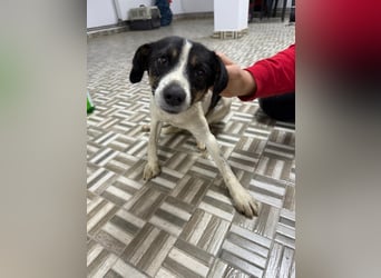 ⭐️ Mendy⭐️, liebevolle Begleiterin, Hündin, 1,5 Jahre, 30 cm, Mischling, Tierschutz