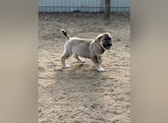 Verliebt auf den ersten Blick? Das ist Nacho !