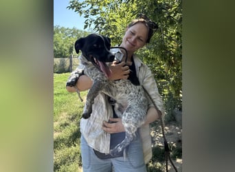 Rocky sucht sein Für Immer Zuhause