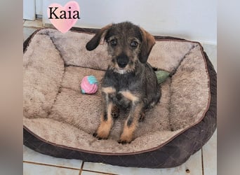 Kaia sucht ihr Für-immer-Zuhause