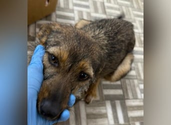 ⭐️ Alexa⭐️, liebevolles Hundekind, 10 Monate, 36 cm, Mischling, Tierschutz