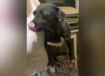 ⭐️Fidelia⭐️, Schmusekönigin, Hündin, 2 Jahre, 30 cm, Mischling, Tierschutz