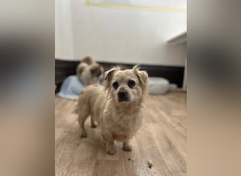 TIC, unkomplizierte Mini-Hündin, 2 Jahre, 30 cm, Mischling, Tierschutz Rumänien