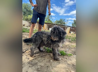 Picúr sucht ein Zuhause voller Liebe