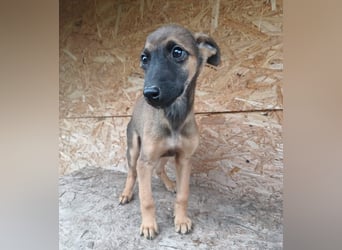 Seppl Tierschutzhund sucht ein Zuhause