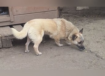 Nofell ⭐️TONI ⭐️, Rüde, 3 Jahre, 29cm, Mischling, Tierschutz Rumänien