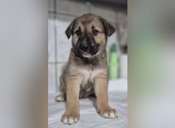 Welpenhündin Kiwi sucht ihr eigenes Zuhause
