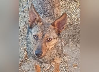 ⭐️ Alexa⭐️, liebevolles Hundekind, 10 Monate, 36 cm, Mischling, Tierschutz