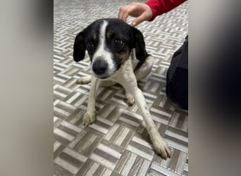 ⭐️ Mendy⭐️, liebevolle Begleiterin, Hündin, 1,5 Jahre, 30 cm, Mischling, Tierschutz