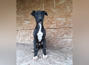 Sonic Tierschutzhund sucht ein Zuhause