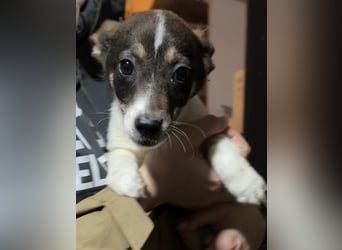 ADDI, sanfter kleiner Rüde, 3 Monate, 26 cm, Mischling, Tierschutz Rumänien