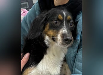 ⭐️Felice⭐️, gelassene, kleine Hündin, 1,5 Jahre, 30 cm, Mischling, Tierschutz