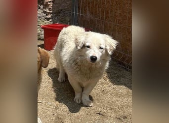 FINJA, sensible Hündin, 1,5 Jahre, 34 cm, Mischling, Tierschutz