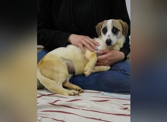 ⭐️WIBKE⭐️, zarte Dame, 1 Jahr, 25 cm, Mischling, Tierschutz Rumänien