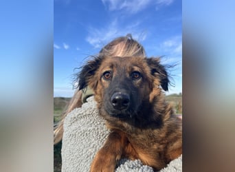 Kleine Maus Luca sucht ihre Herzensmenschen