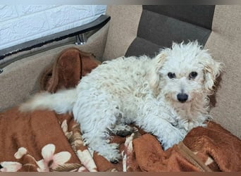 Der kleine Fizz sucht ein liebevolles Zuhause