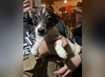 ADDI, sanfter kleiner Rüde, 3 Monate, 26 cm, Mischling, Tierschutz Rumänien