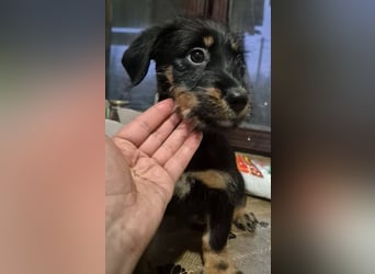 Welpenrüde 890546 stellt sich vor